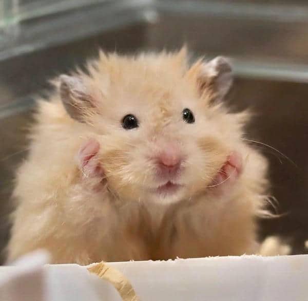 Hamster meme