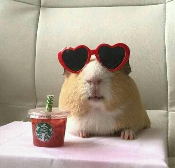 Hình ảnh meme chuột hamster chế