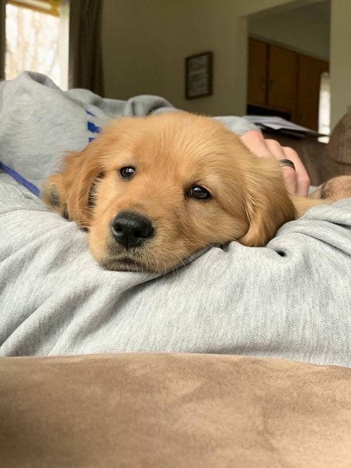 Hình ảnh meme con chó mệt mỏi