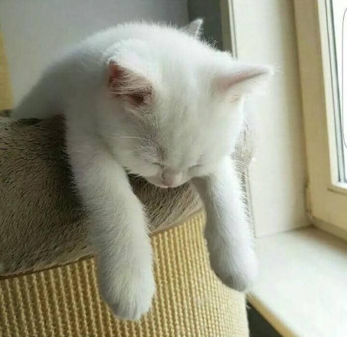 Hình ảnh meme mệt mỏi bất lực