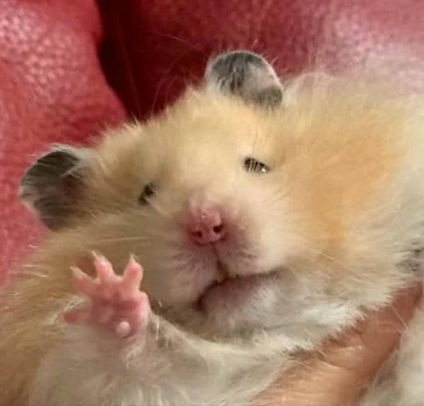 Hình chuột hamster meme
