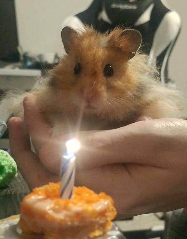 Hình meme chuột hamster cute đáng yêu