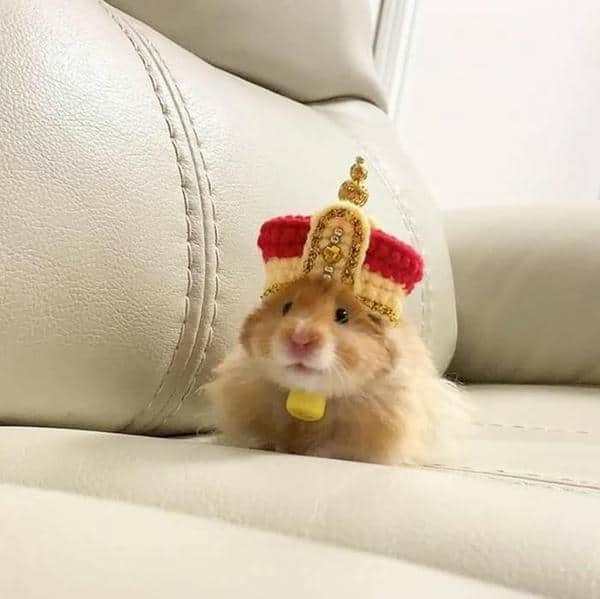Hình meme chuột hamster hài hước