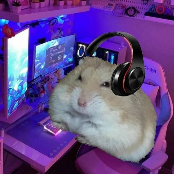 Meme ảnh chuột hamster chế