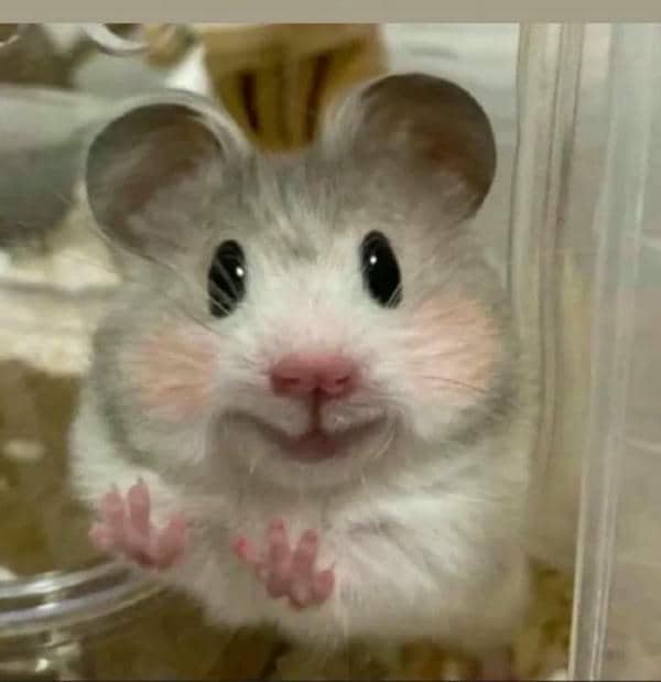 Meme anh chuột hamster cute
