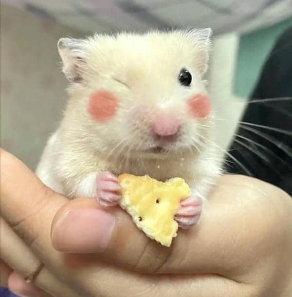 Meme chuột hamster cute