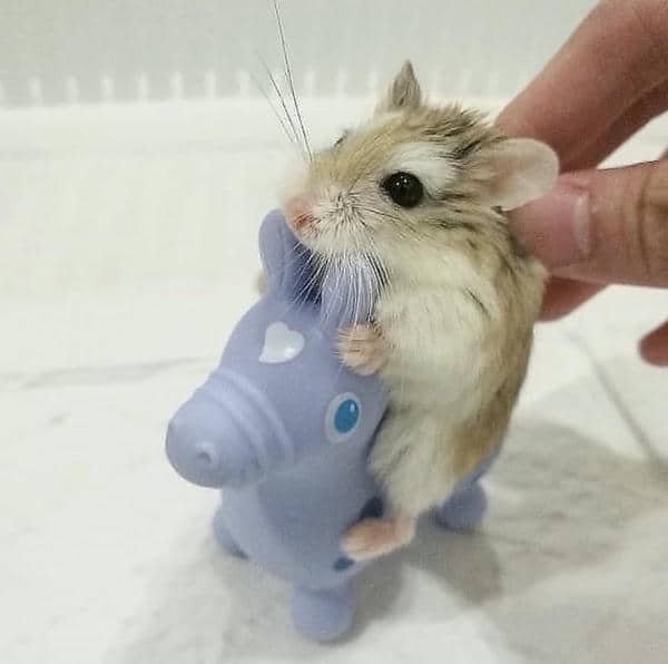 Meme chuột hamster