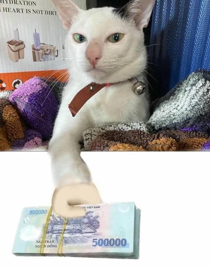 Meme đưa tiền