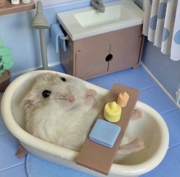Meme hamster cute