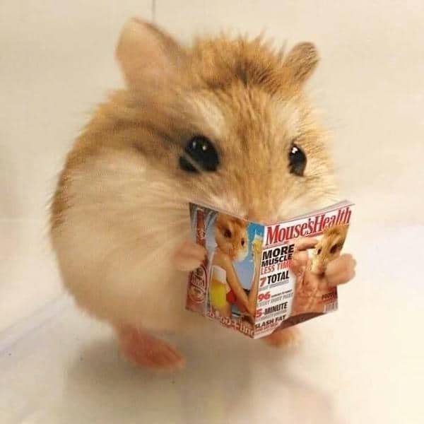 Meme hamster mắt to