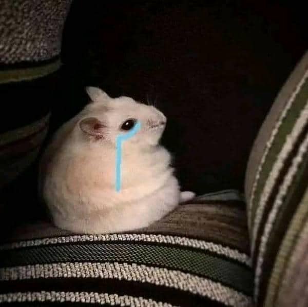 Meme hamster sad