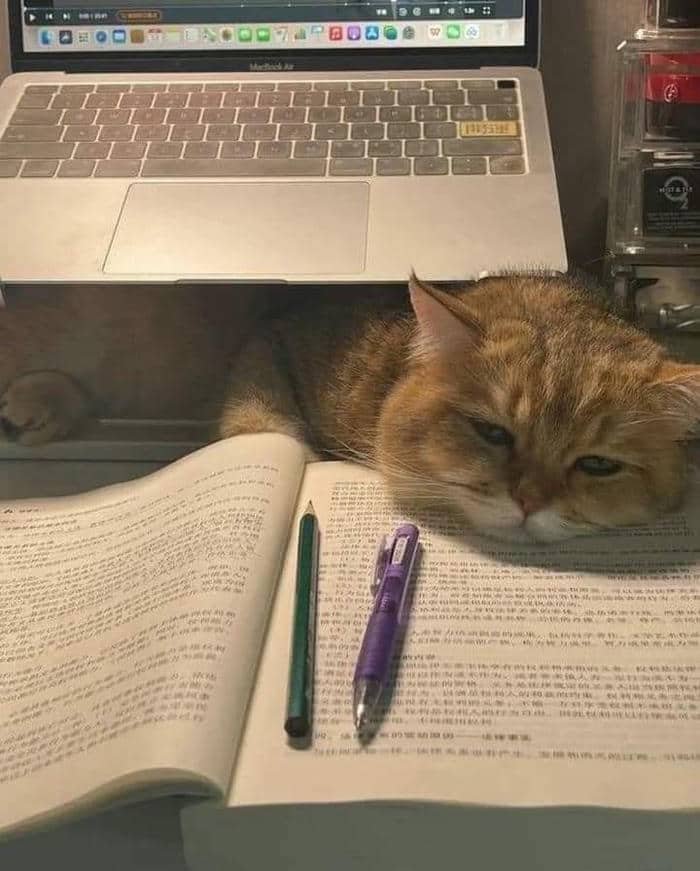 Meme hình ản con mèo mệt mỏi