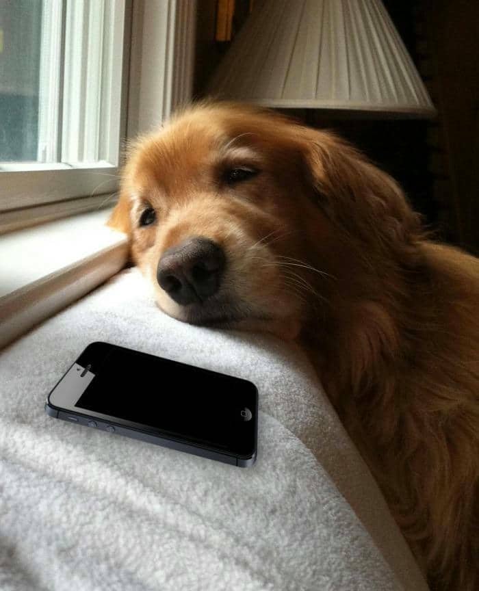 Meme hình ảnh con chó mệt mỏi