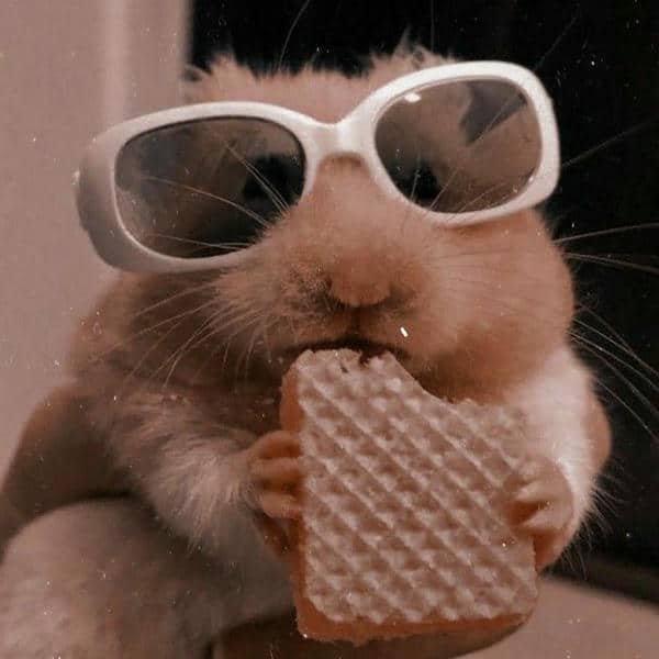 Meme hình chuột hamster ăn bánh