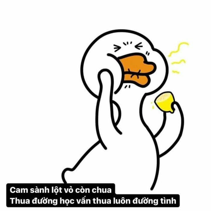 Meme hình con vịt hài hước