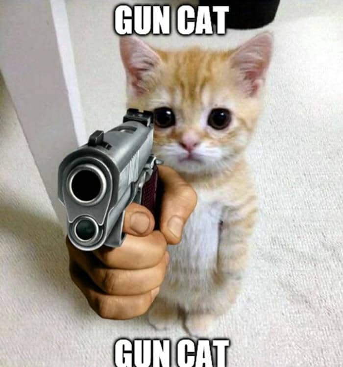 Meme mèo cầm súng