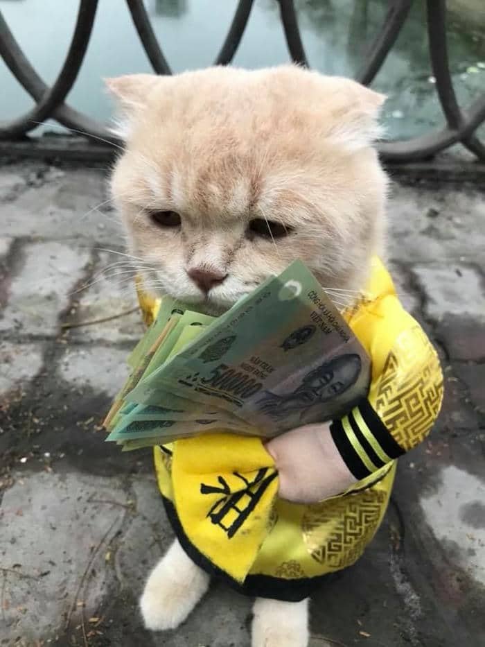 Meme mèo cầm tiền