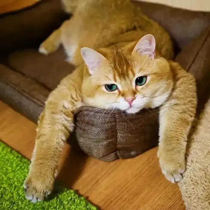 Meme mèo mệt mỏi