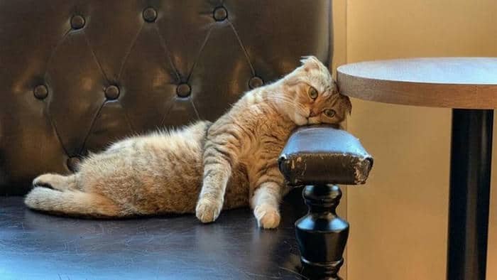 Meme tôi quá mệt mỏi rồi