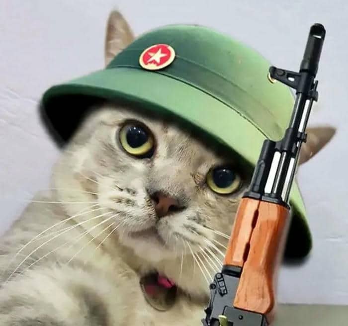 Mèo cầm súng meme