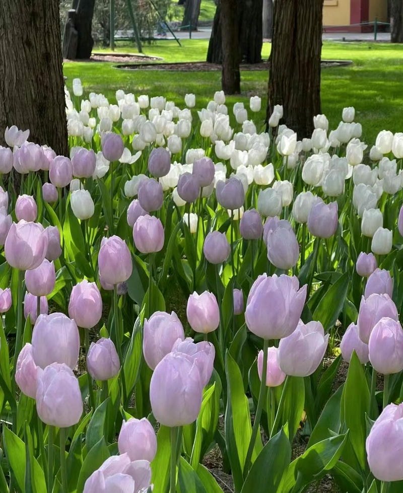 ảnh chill hoa tulip