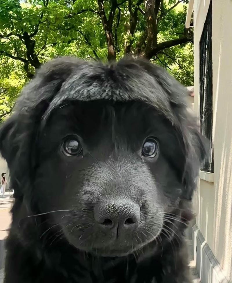 ảnh cute vô tri