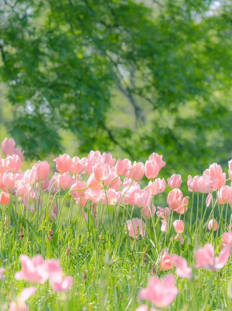 ảnh hoa tulip chill