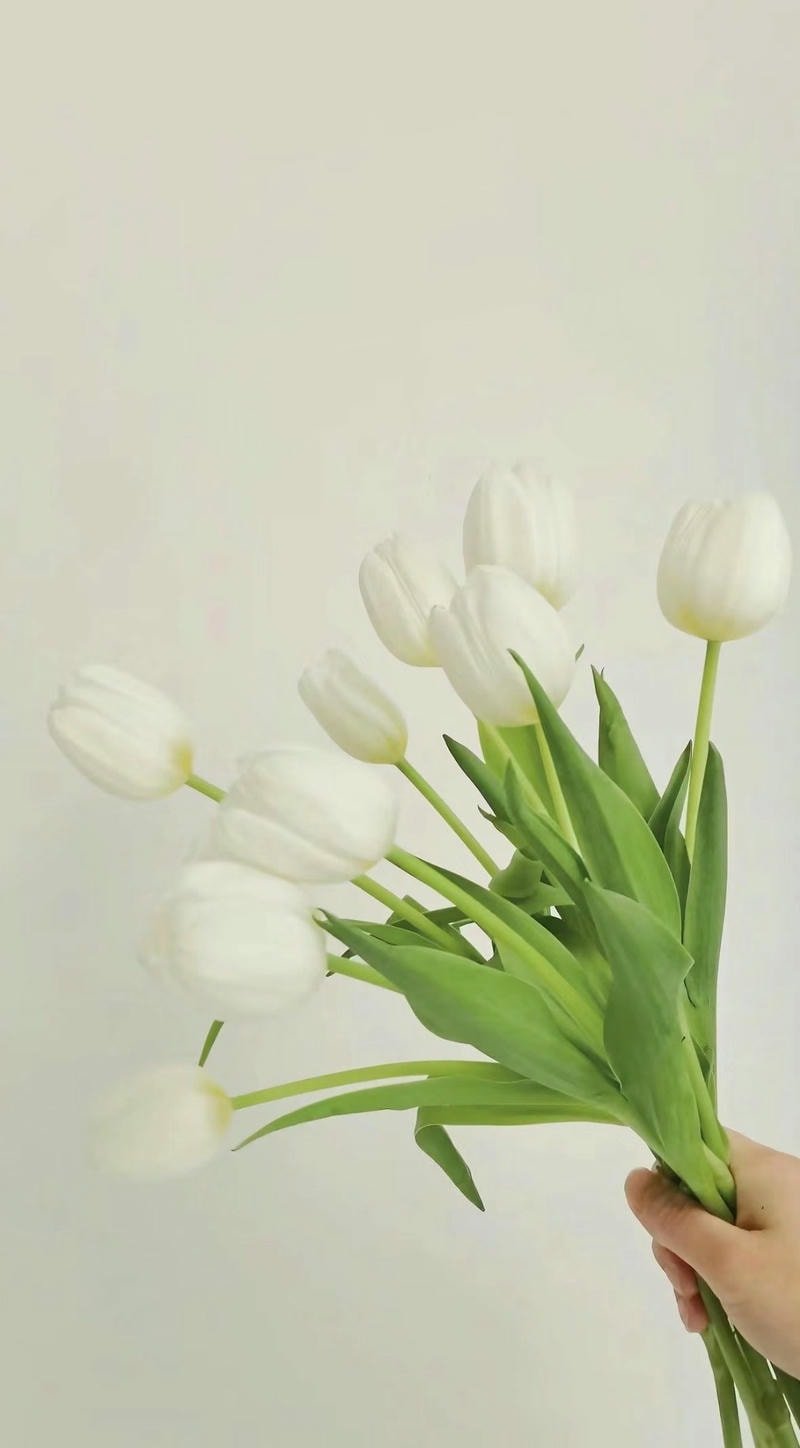 ảnh hoa tulip trắng