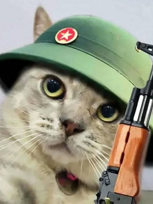 Mèo cầm súng meme