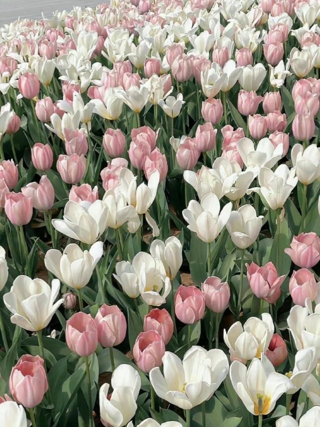 nền hoa tulip