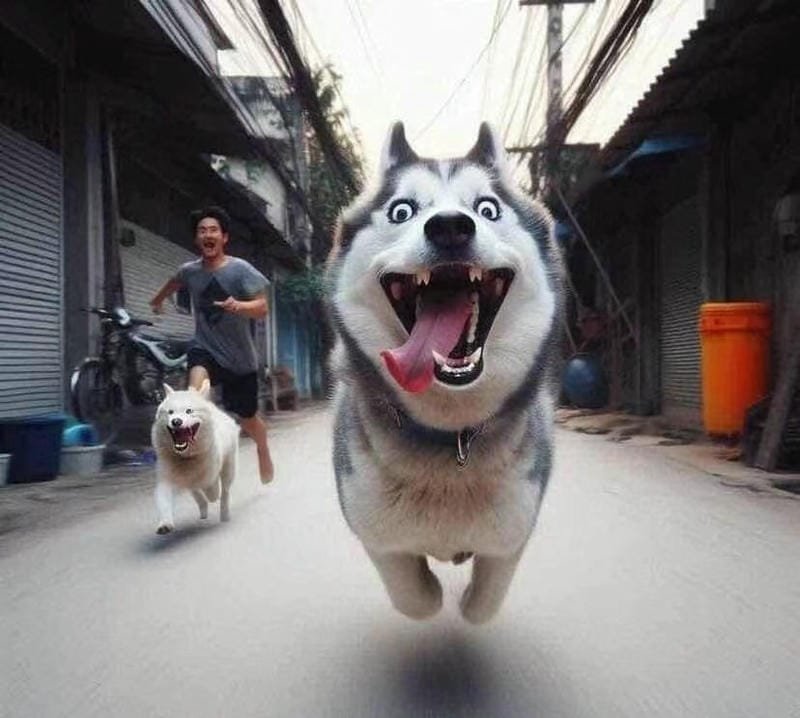 hình ảnh cute avatar vô tri