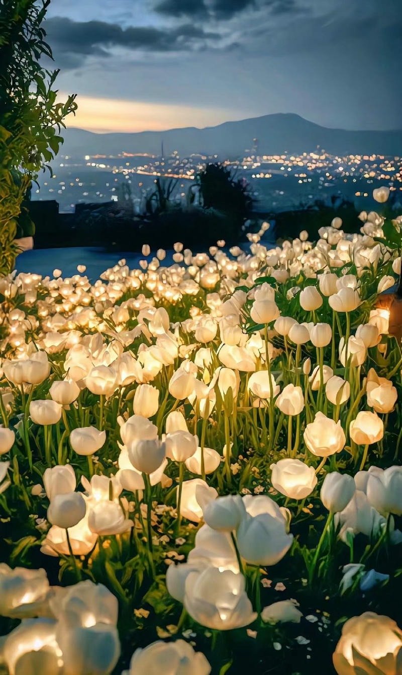 hình ảnh hoa tulip