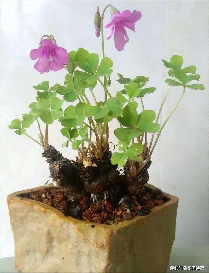 hình nền cỏ 4 lá