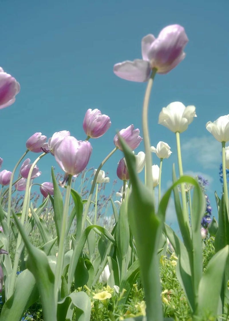 hình nền điện thoại tulip