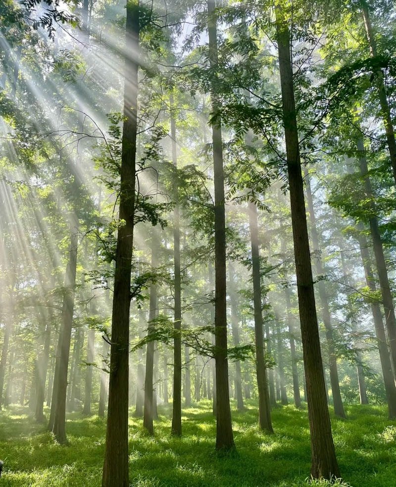 hình nền thiên nhiên