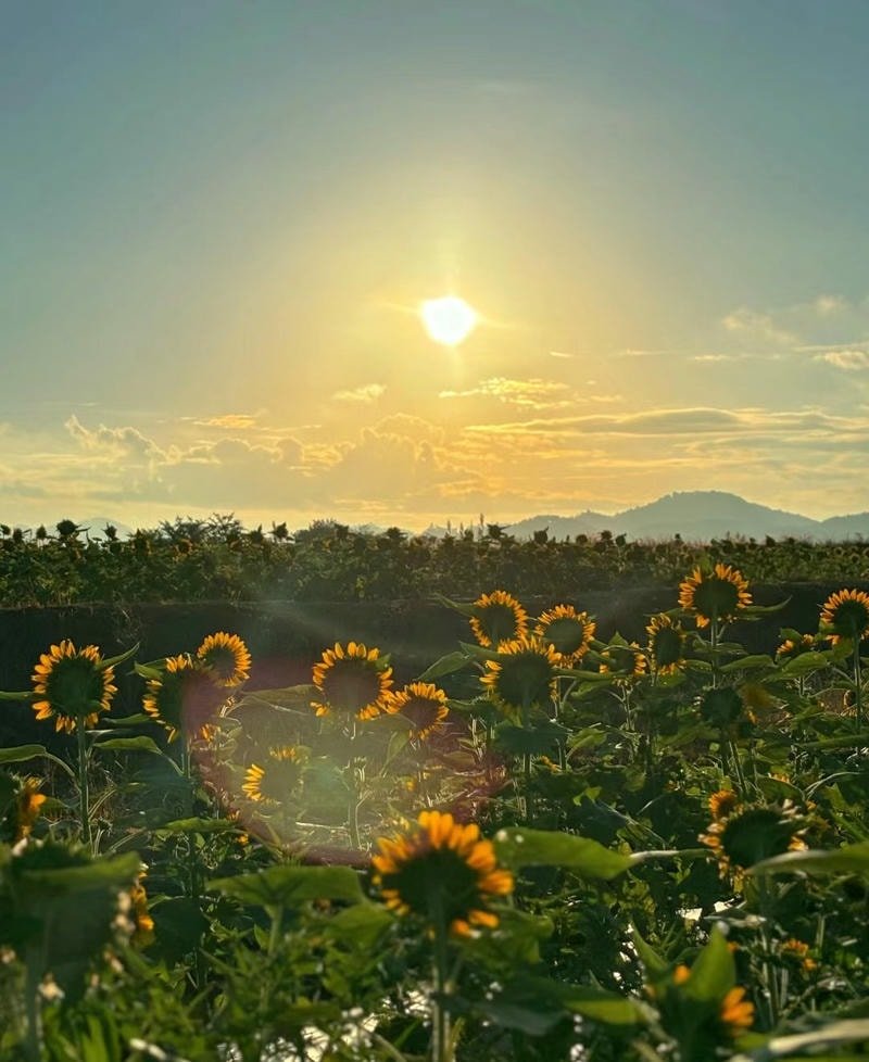hình thiên nhiên đẹp