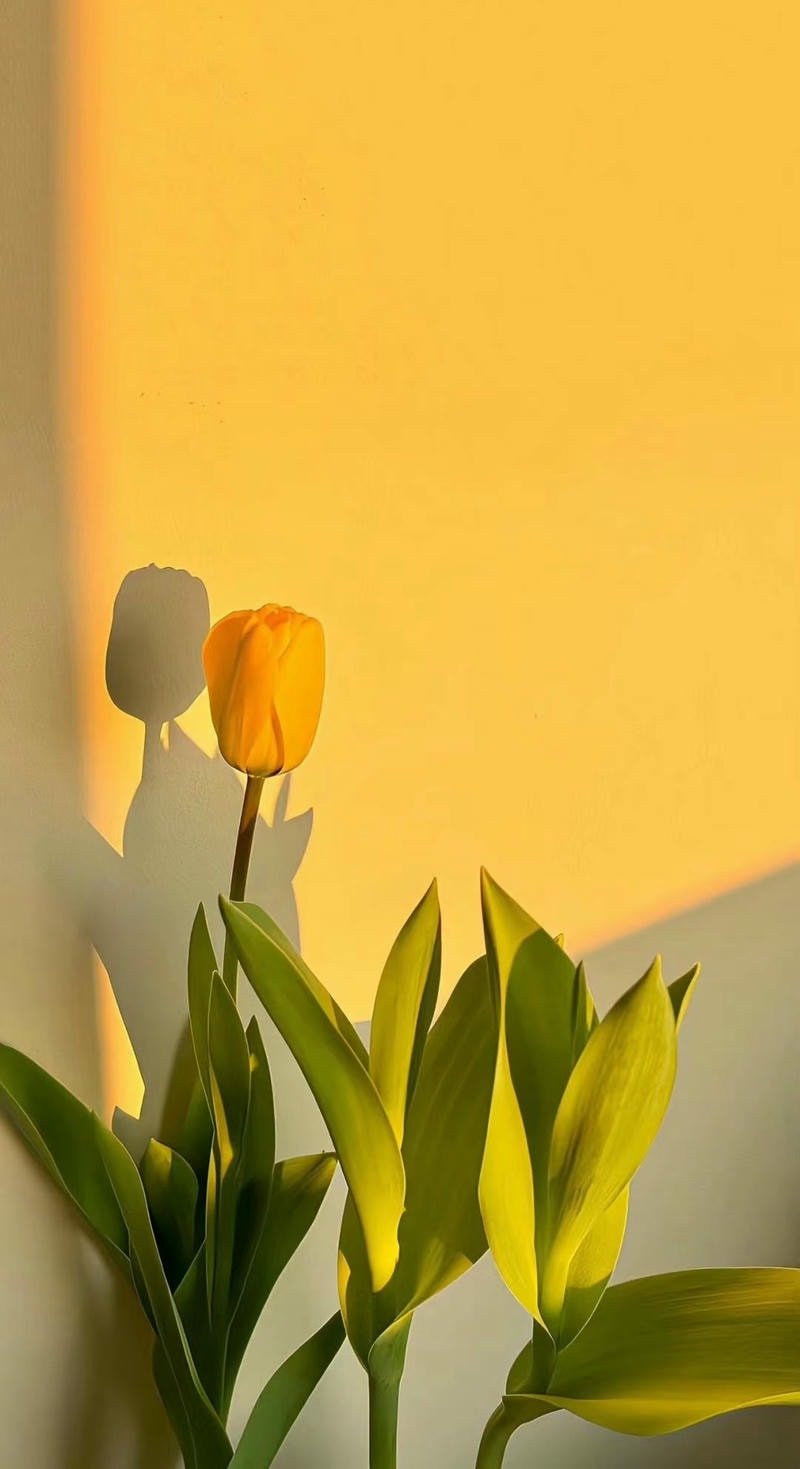 hoa tulip đẹp