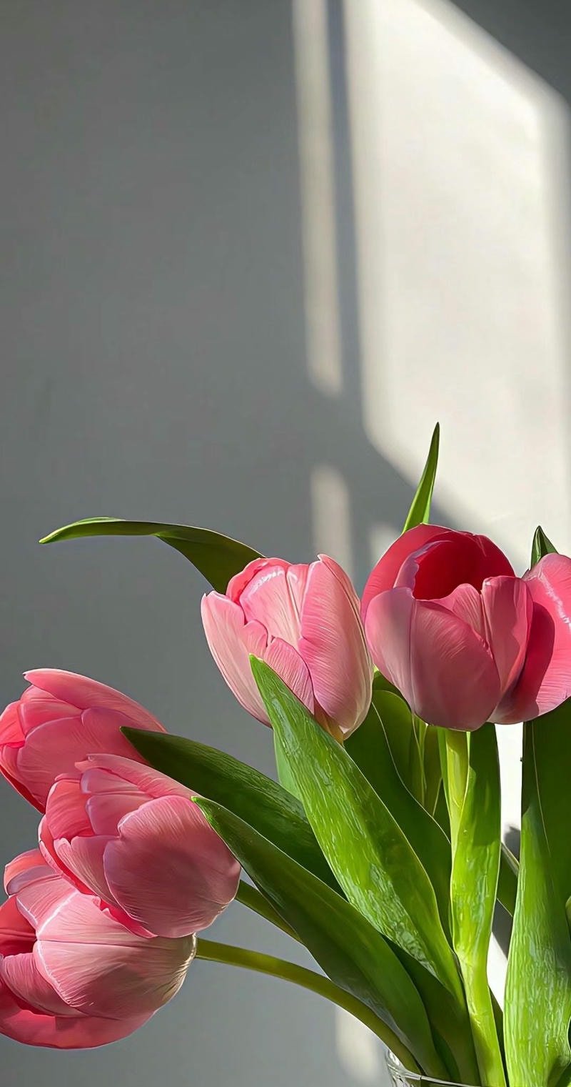 nền điện ảnh hoa tulip