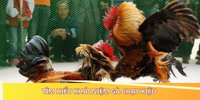 Tìm hiểu khái niệm gà chạy kiệu 