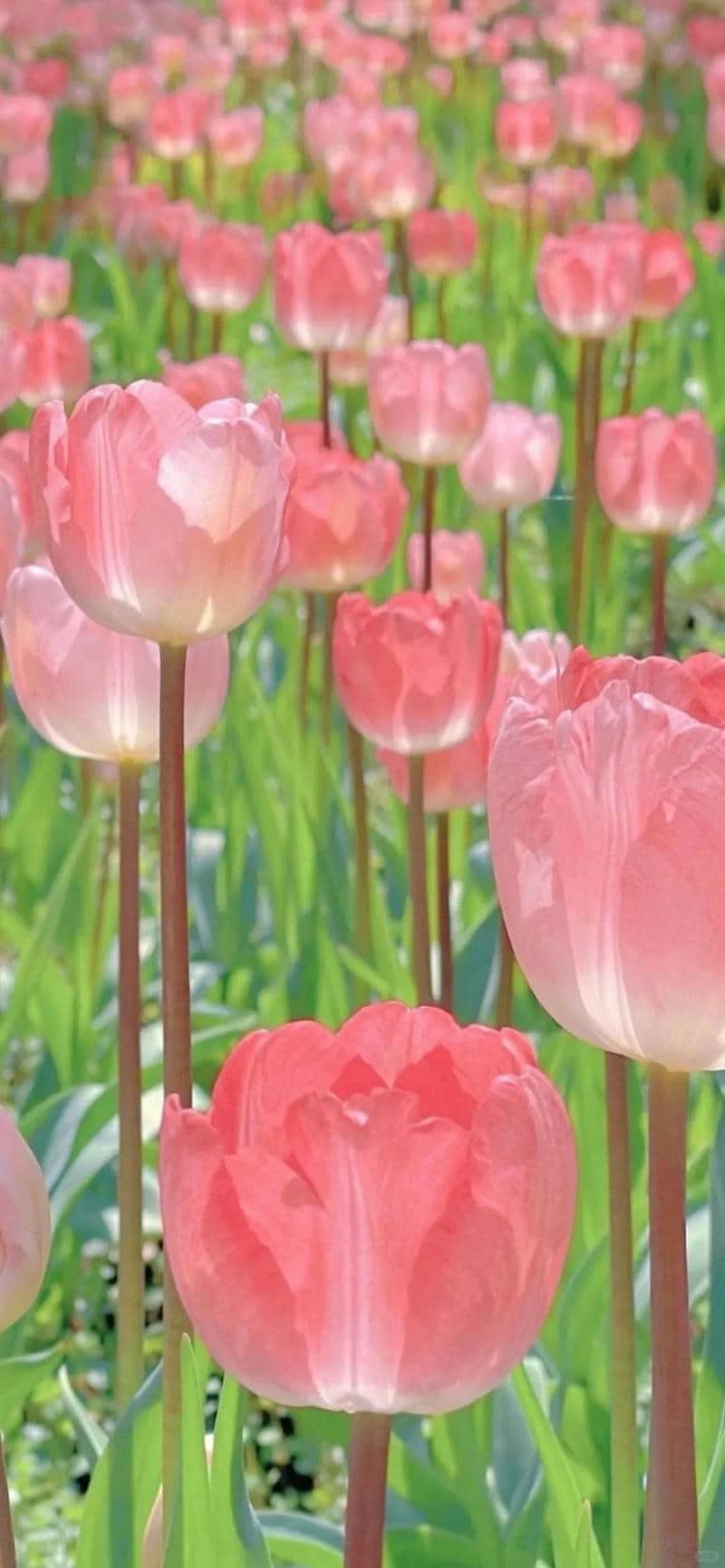 ảnh bông hoa tulip