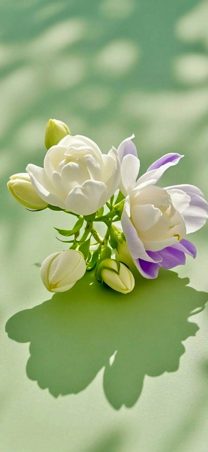 ảnh hình nền điện thoại hoa nhài đẹp