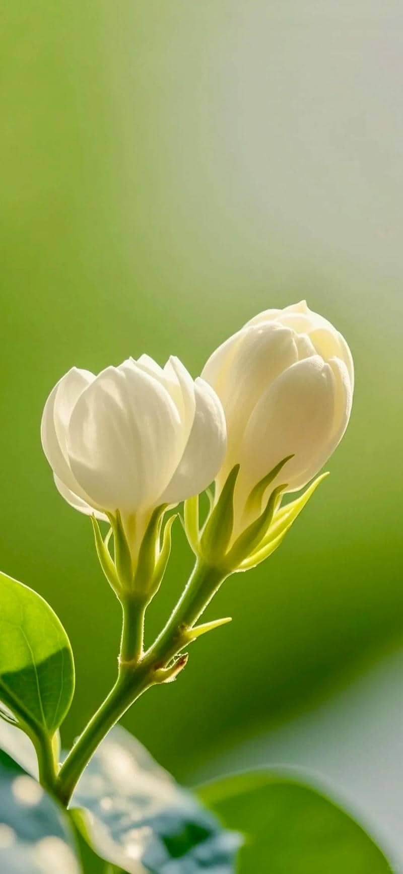 ảnh hoa nhài đẹp làm hình nền