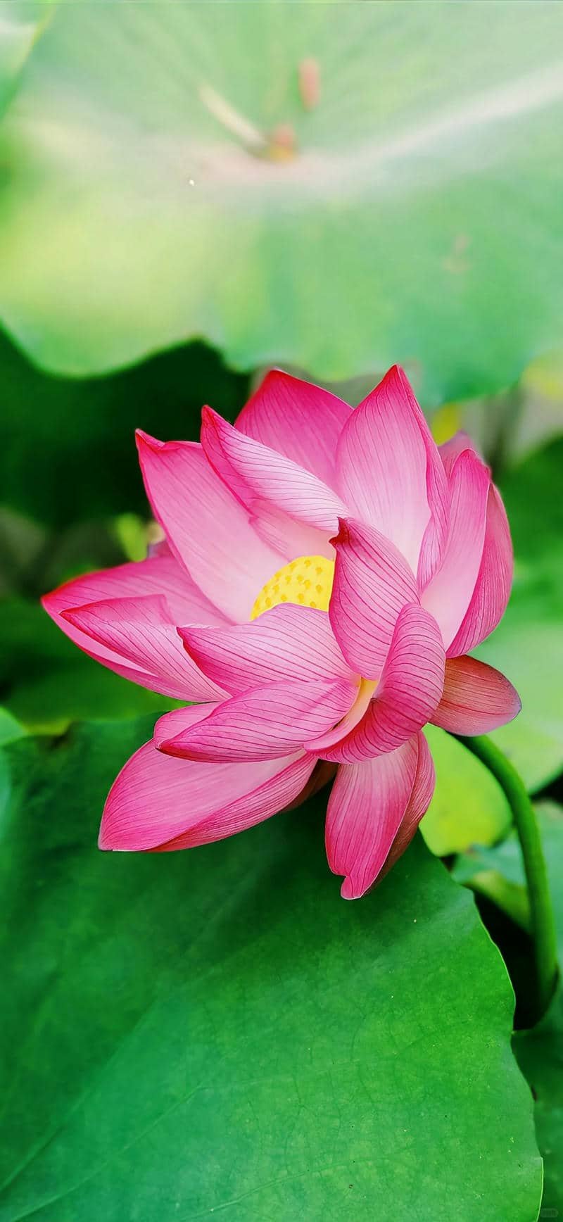 ảnh hoa sen đẹp làm hình nền