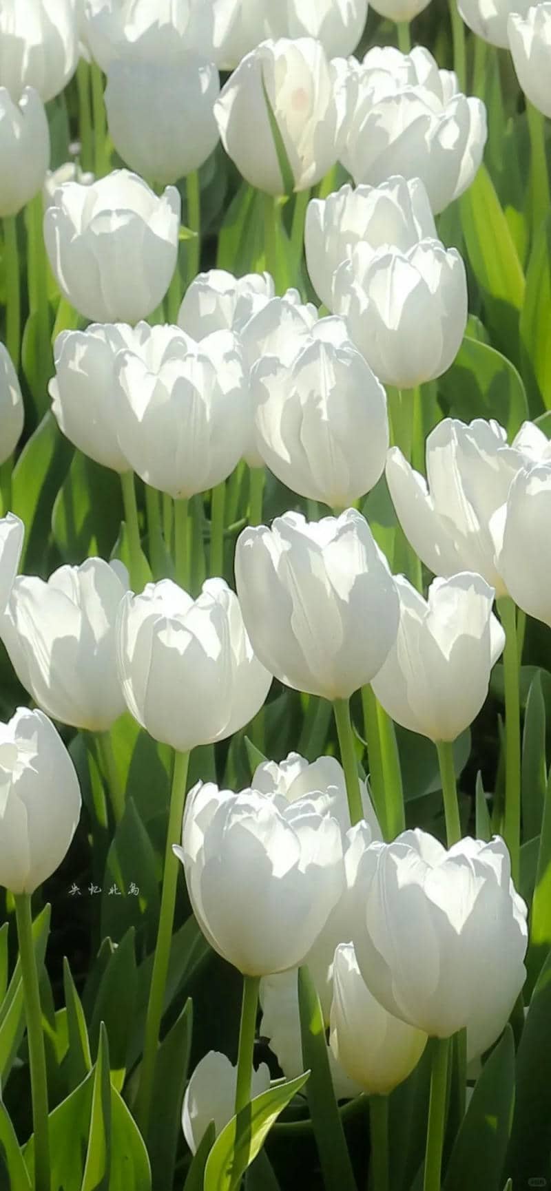 ảnh hoa tulip trắng