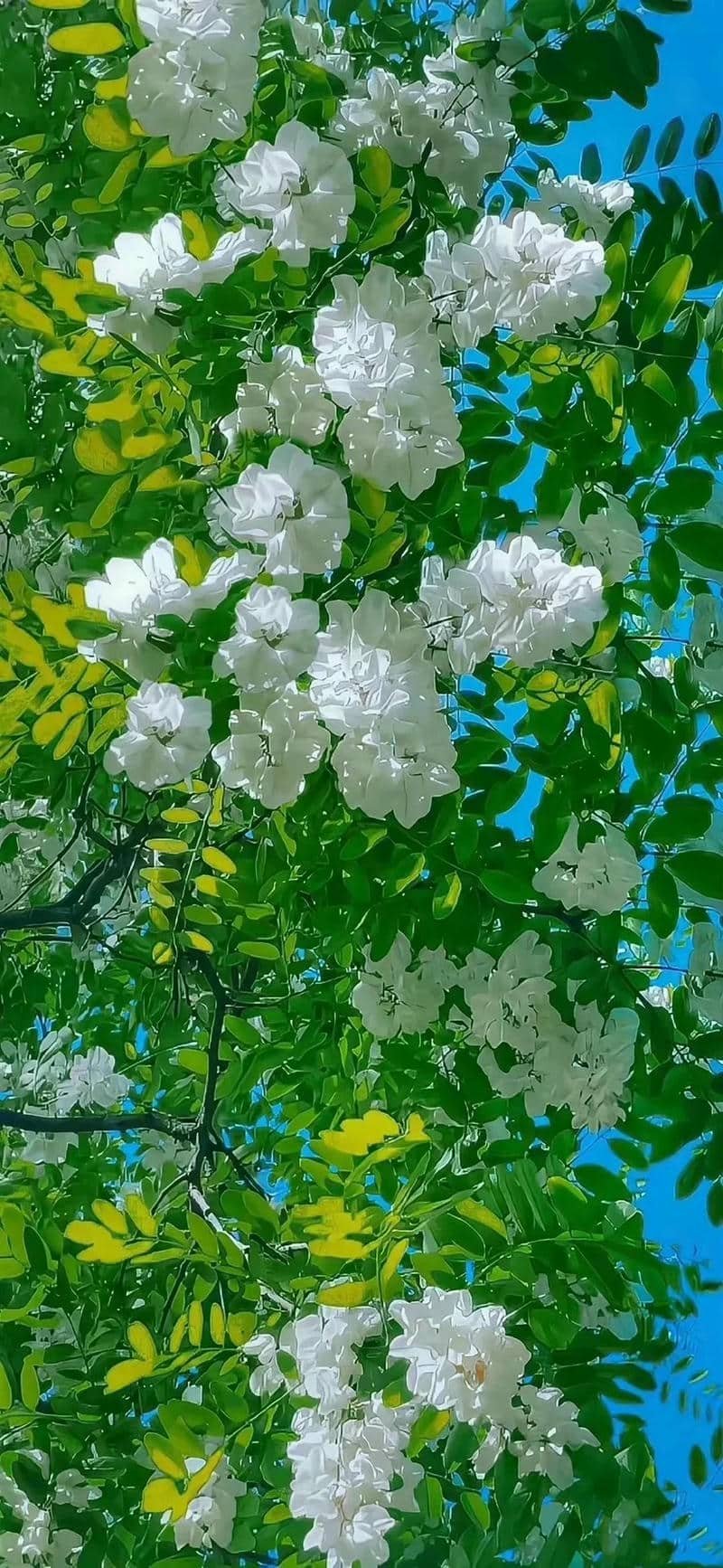 ảnh mệnh mộc