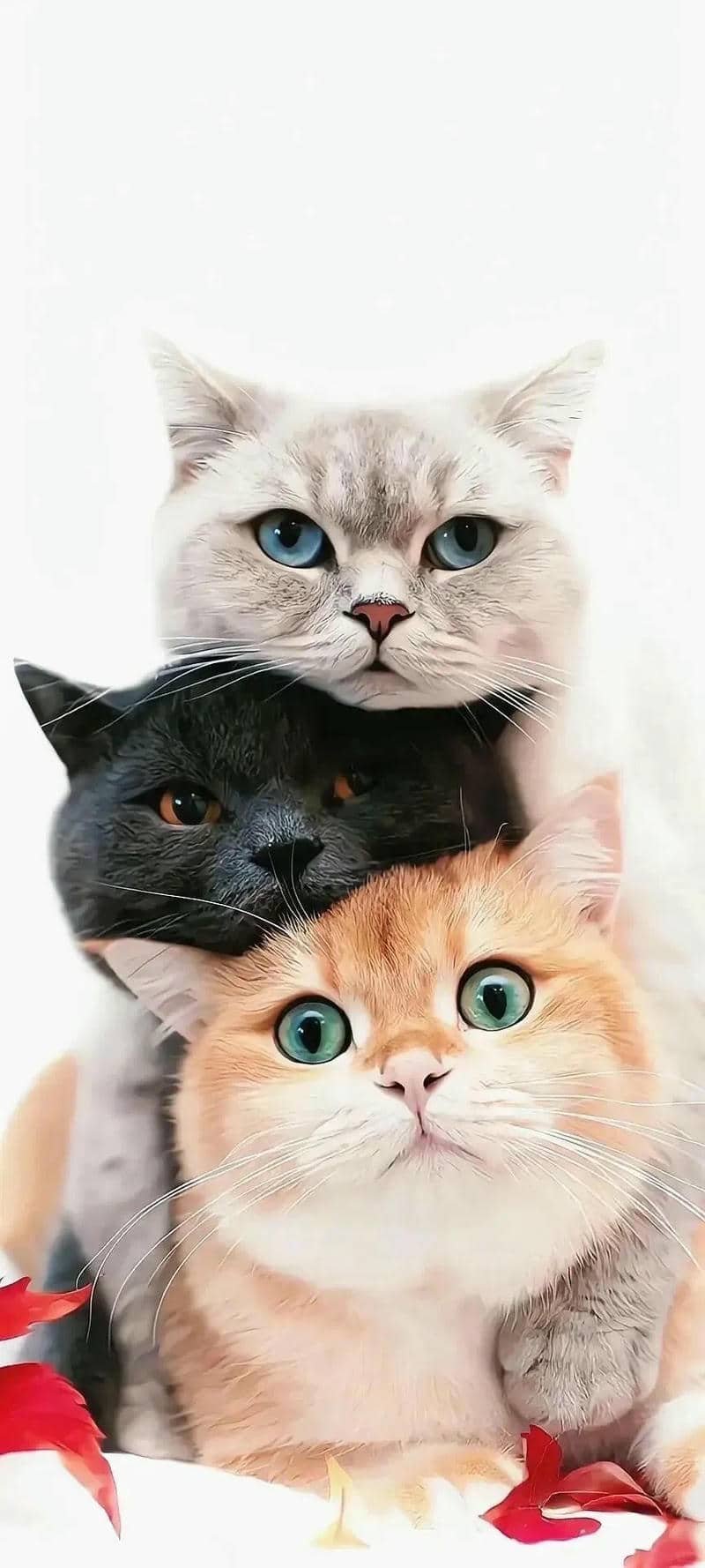 ảnh mèo làm hình nền