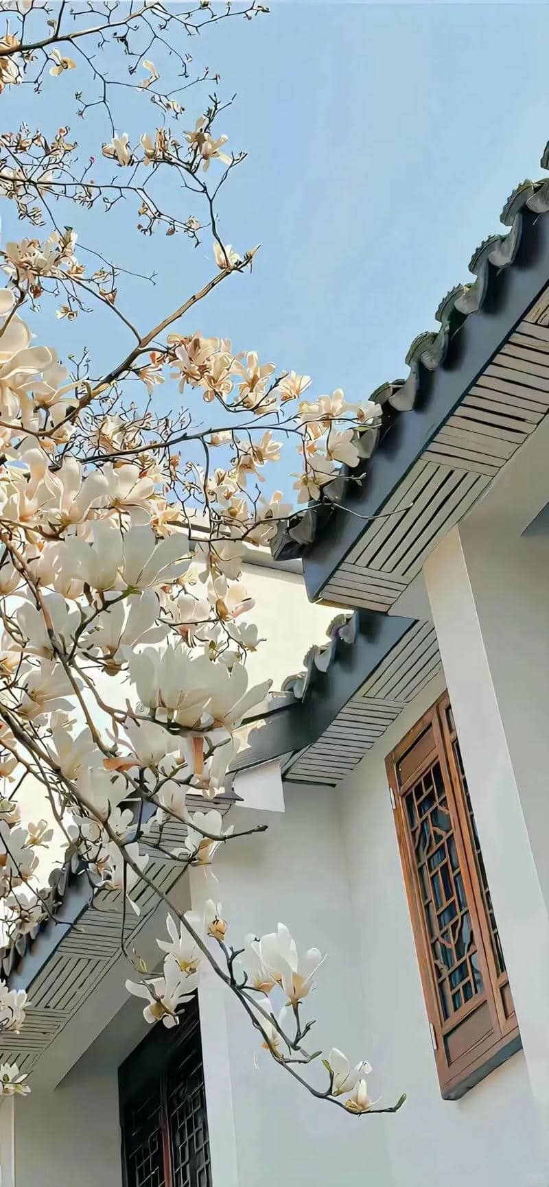 ảnh nền điện thoại