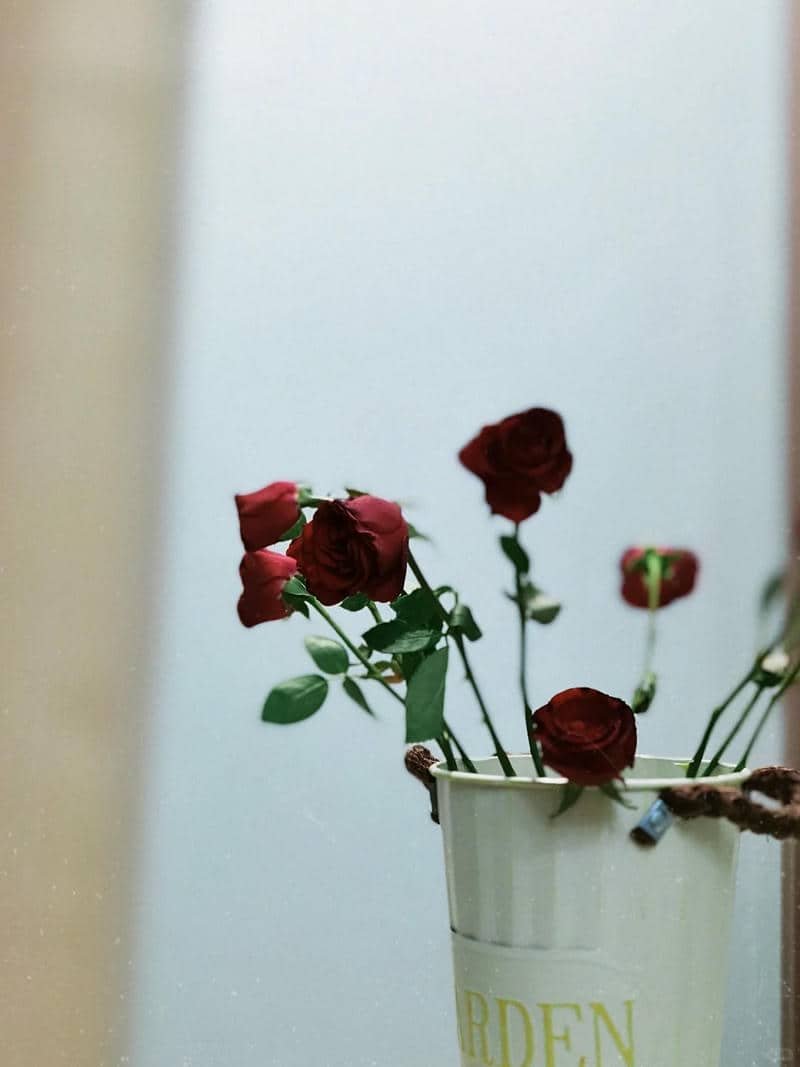 ảnh nền điện thoại hoa hồng