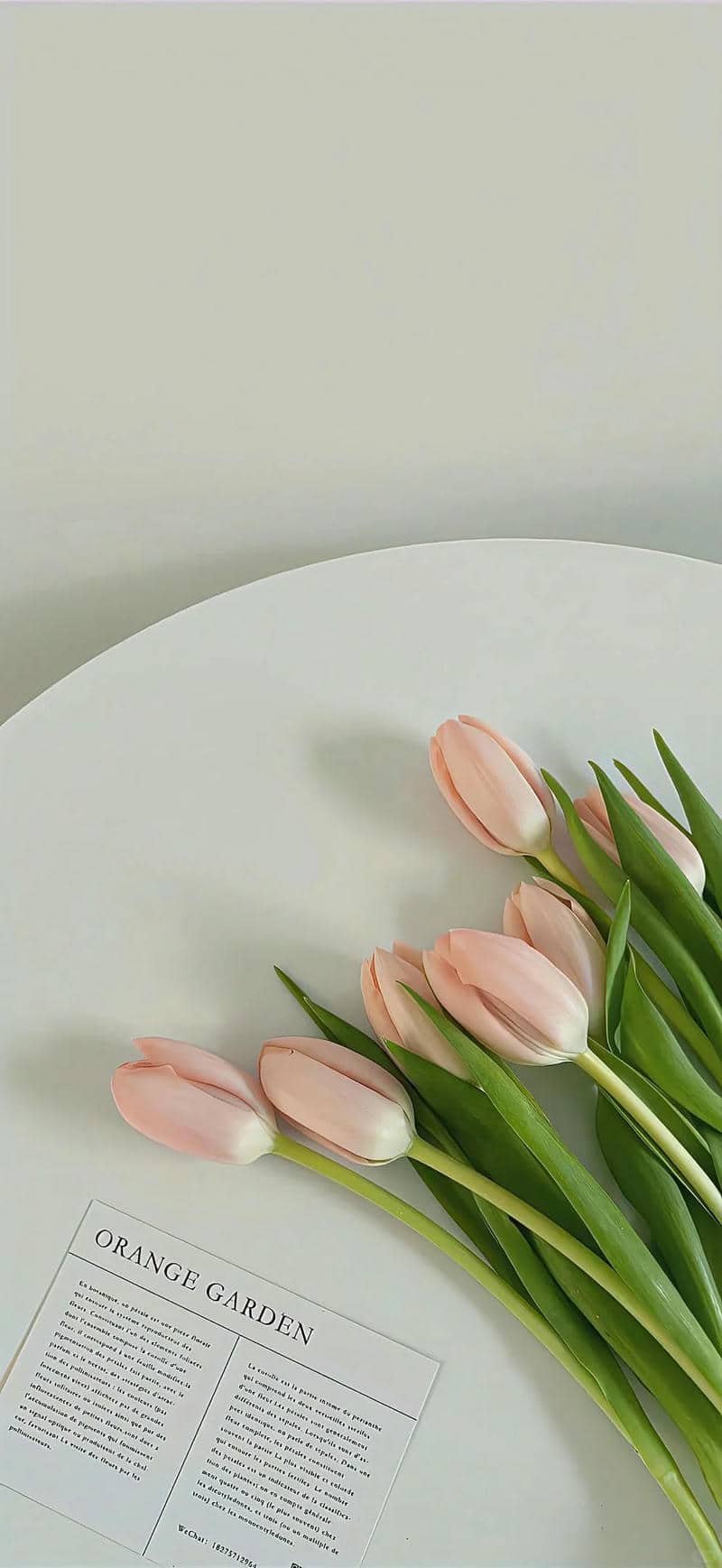 ảnh nền điện thoại hoa tulip