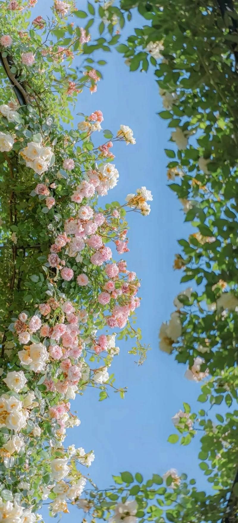 ảnh nền hoa hồng